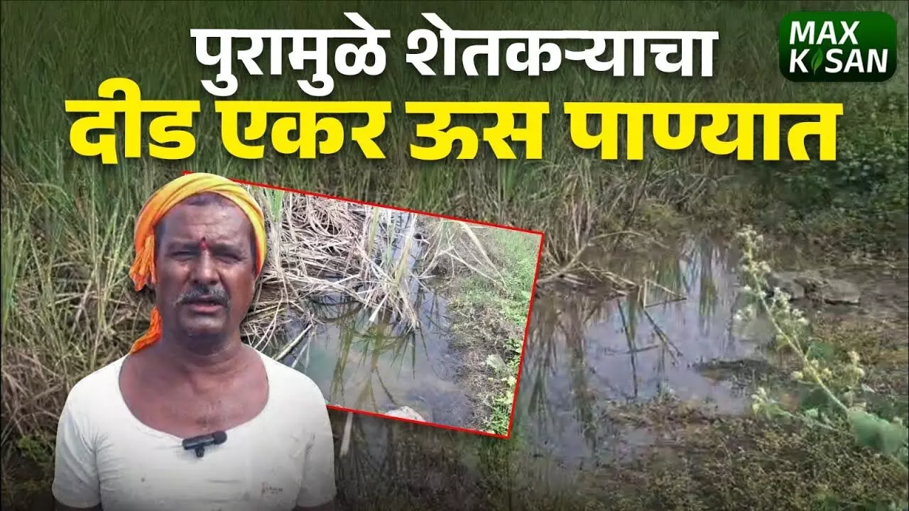 पूर ओसरला तरही शेतातील पाणी हटेना