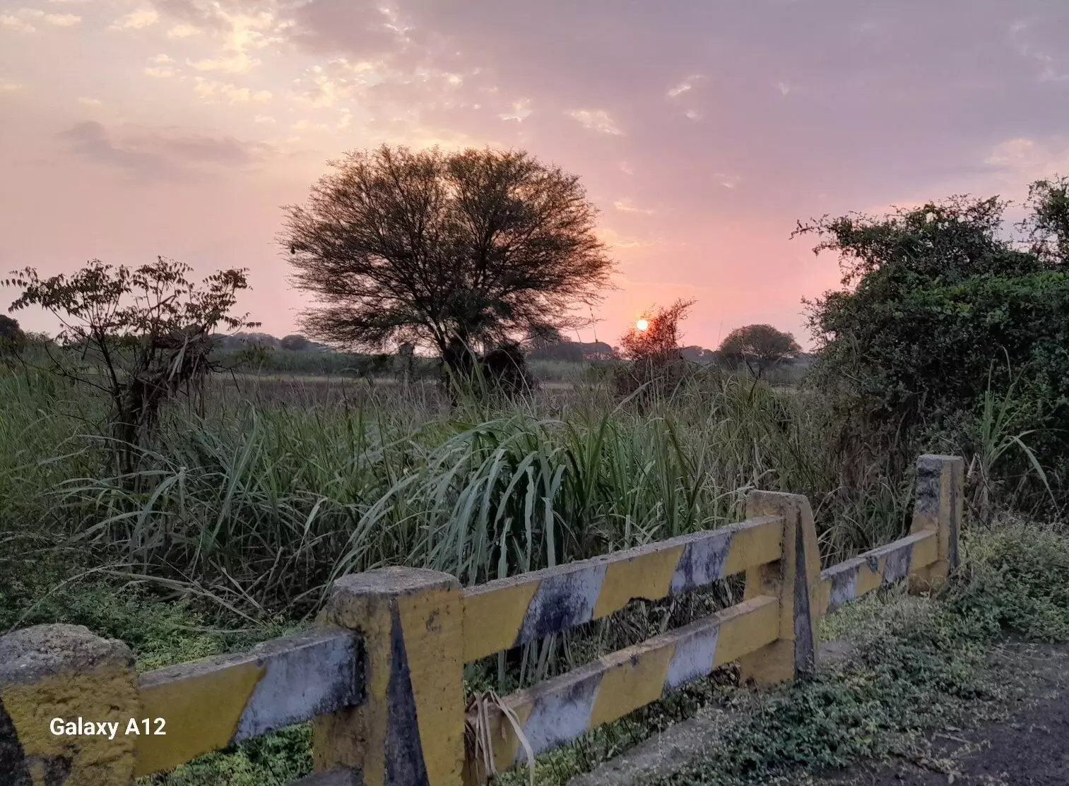 मराठवाडा पूरग्रस्त भागातील सद्यस्थिती : नदीपात्रातील विहिरी, नदीत साचलेला गाळ आणि सुगरीण पक्ष्याचा खोपा