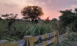 मराठवाडा पूरग्रस्त भागातील सद्यस्थिती : नदीपात्रातील विहिरी, नदीत साचलेला गाळ आणि सुगरीण पक्ष्याचा खोपा