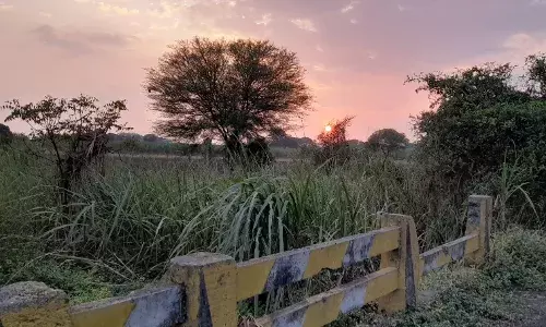 मराठवाडा पूरग्रस्त भागातील सद्यस्थिती : नदीपात्रातील विहिरी, नदीत साचलेला गाळ आणि सुगरीण पक्ष्याचा खोपा