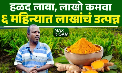 हळद लागवड : नैसर्गिक पद्धतीने लाखो रुपयांचे उत्पन्न देणारा यशस्वी शेतीचा मार्ग !