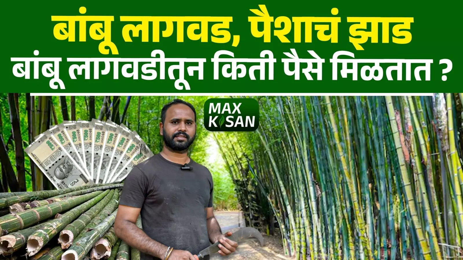 बांबू शेती किती फायदेशीर? ४० वर्षं सतत उत्पन्न !