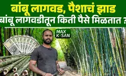 बांबू शेती किती फायदेशीर? ४० वर्षं सतत उत्पन्न !