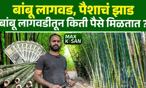 बांबू शेती किती फायदेशीर? ४० वर्षं सतत उत्पन्न !