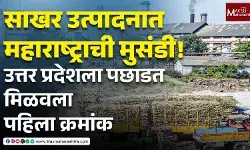 Maharashtra Sugar Production 2025 साखर उत्पादनात महाराष्ट्राची मुसंडी !