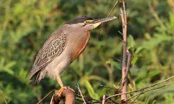 Striated Heron : गारगोटी पाल डोंगरावर क्वचित आढळणारा बगळा