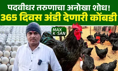 Solapur | पदवीधर तरुणाचा ३६५ दिवस अंडी देणाऱ्या कोंबडीचा यथस्वी प्रयोग