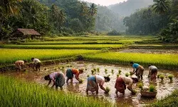 Konkan Rice कोकणचा भात: इतिहास, वास्तव आणि बदलतं भविष्य