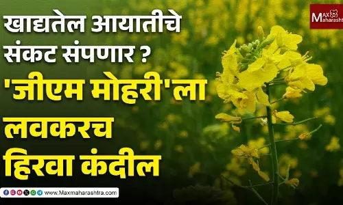 खाद्यतेल आयातीचे संकट संपणार ? जीएम मोहरीला लवकरच हिरवा कंदील
