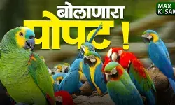 बोलणारा पोपट पाहिलात का ? व्हायरल पोपट!