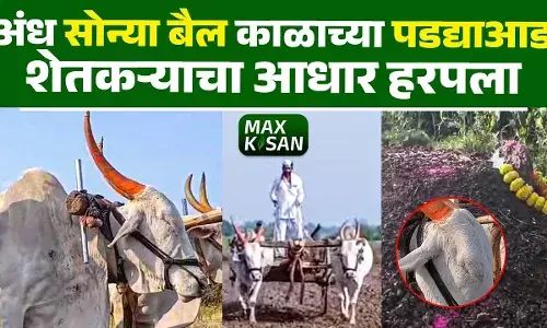 अंध सोन्या बैल काळाच्या पडद्याआड