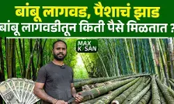 बांबू लागवड, पैशाचं झाड, बांबूची शेती कशी करायची ?