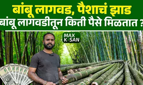 बांबू लागवड, पैशाचं झाड, बांबूची शेती कशी करायची ?