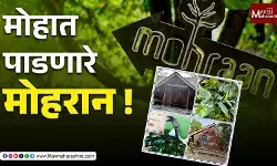धावपळीच्या जीवनात विश्रांतीचे क्षण अनुभवायचे असेल तर मोहरानला नक्की भेट द्या