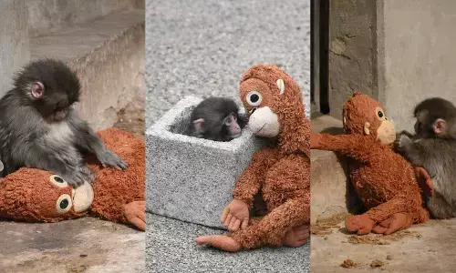 Panchs viral video : पंचसाठी एकवटलेलं जग लाखो बालके अनाथ होताना मूक का असते?