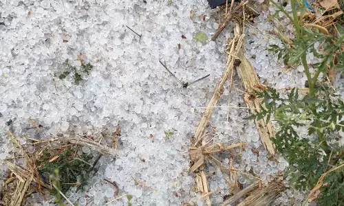 पुन्हा अवकाळी पाऊस आणि गारपीट : मराठवाड्यात सर्वाधिक नुकसान, दोन शेतकऱ्यांचा मृत्यू