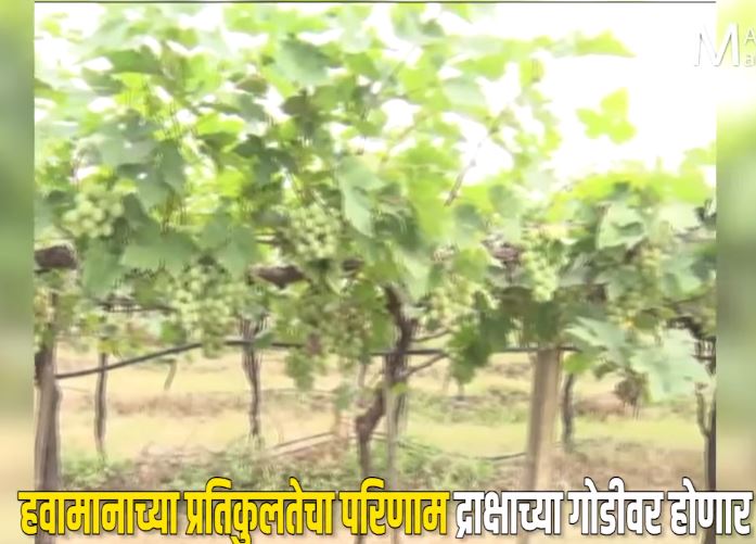 अवकाळी पावसाचा द्राक्ष पिकाला मोठा फटका अवकाळी पावसाचा द्राक्ष पिकाला मोठा फटका