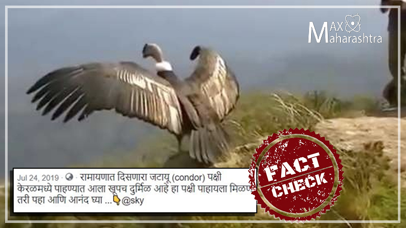 Fact Check | केरळमध्ये आढळला रामायणातील जटायू पक्षी?