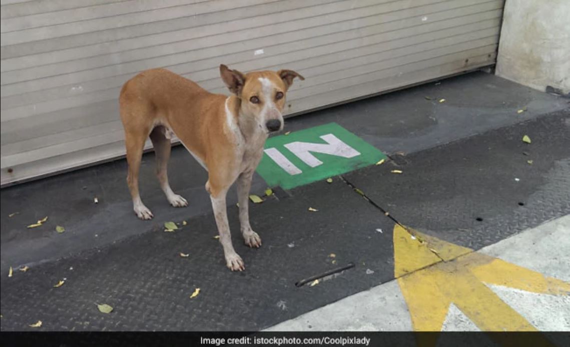 #Coronalockdown- भटक्या प्राण्यांसाठी ८० लाखांचा निधी