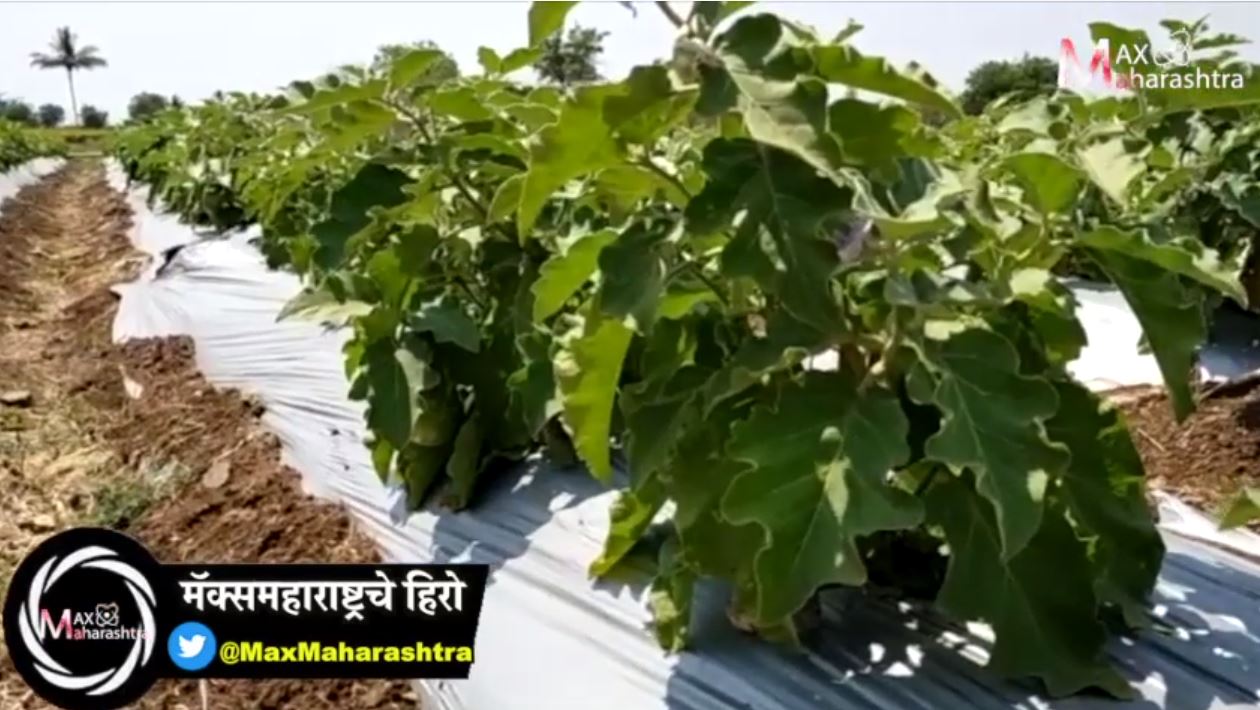 #MAXMAHARASHTRA_HERO निर्जंतुक भाजीपाल्याची घरपोच सुविधा- सचिन पाटील