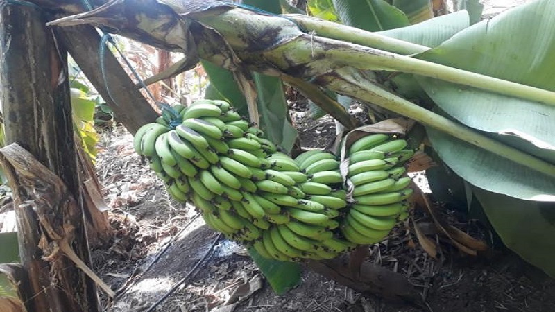 LockDown : व्यापाऱ्यांकडून शेतकऱ्यांबरोबरच ग्राहकांचीही लूट!