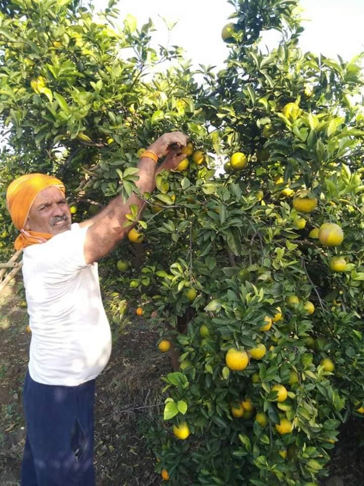 फेसबुकच्या माध्यमातून त्यांनी विकली 11 टन मोसंबी.... फेसबुकच्या माध्यमातून त्यांनी विकली 11 टन मोसंबी....
