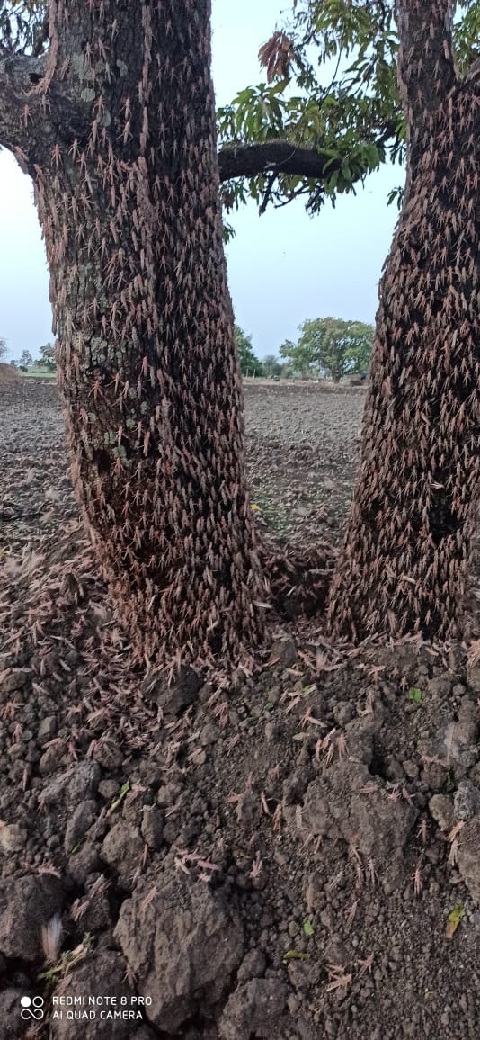 locust swarms