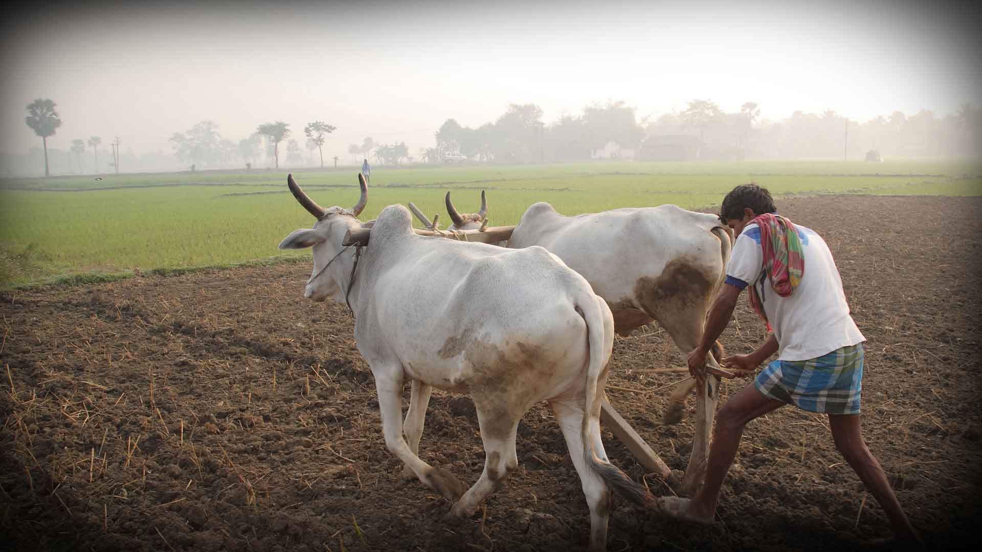 केंद्र सरकारला शेतकऱ्यांना खरंच मदत करायची आहे का?: मिलिंद मुरुंगकर