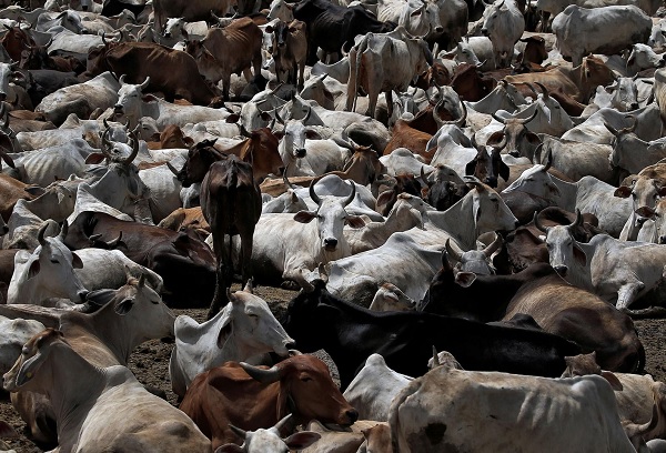cow slaughter