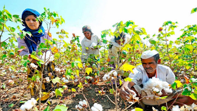 कापसाचा भाव व केंद्र सरकारची नैतिक जबाबदारी