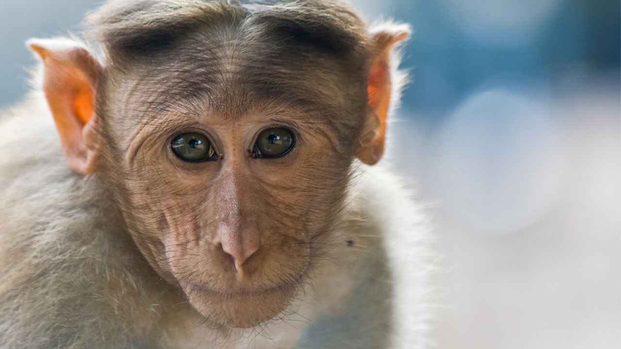 महाराष्ट्र कोरोनावरील लस विकसित करणार, 30 माकडांवर प्रयोग