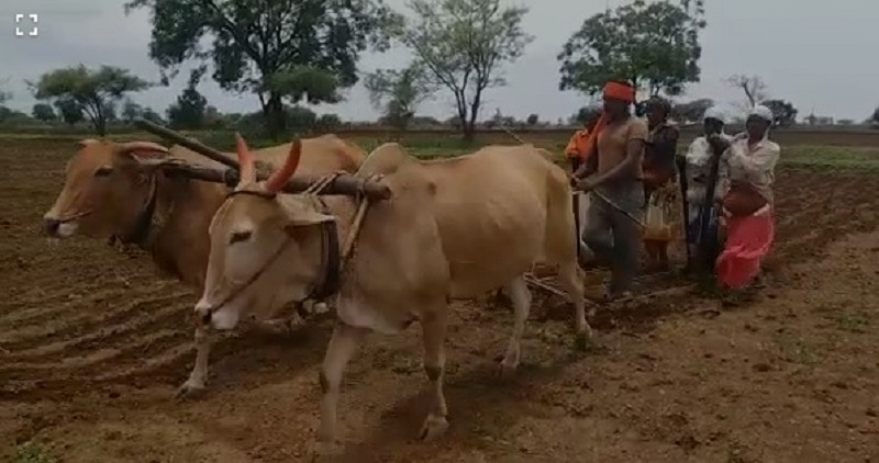 बोगस बियाण्यांचा फटका, हिरवे स्वप्न करपले !