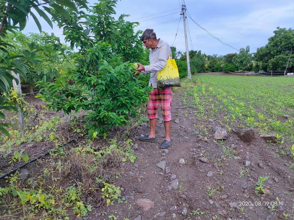 सीताफळांची नवलाई! : महारुद्र मंगनाळे सीताफळांची नवलाई! : महारुद्र मंगनाळे