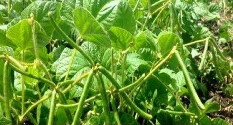 नांदेड जिल्ह्यात संततधार पाऊस, हातचं पीक गेलं… नांदेड जिल्ह्यात संततधार पाऊस, हातचं पीक गेलं…