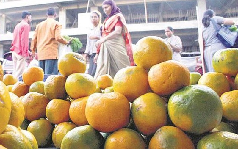 ...तर यंदा नागपूरची संत्री खायला मिळणार नाही ...तर यंदा नागपूरची संत्री खायला मिळणार नाही