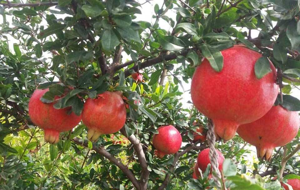 डाळिंब बदलत्या शेतीचे मॉडेल व एक्स्पोर्ट प्रमोशन फोरम