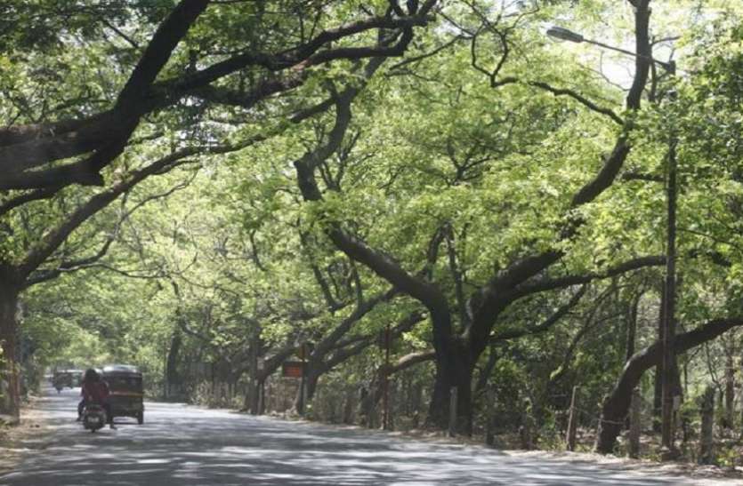 मुंबईचा ऑक्सिजन वाढवणारा निर्णय…