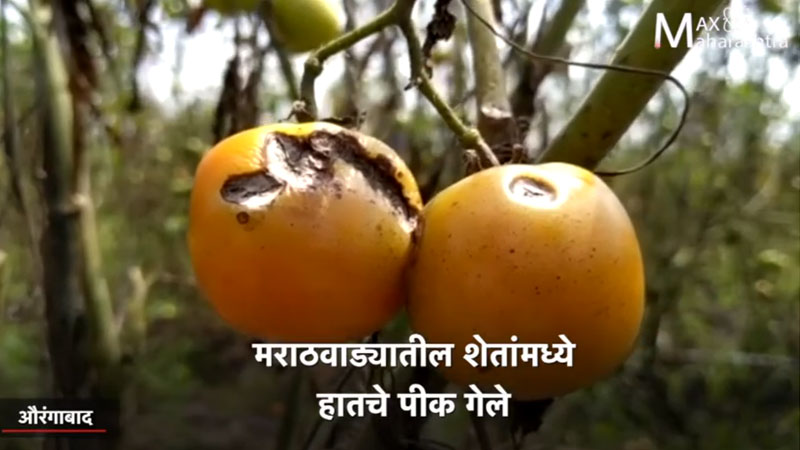 मजुरांना द्यायला पैसे नाही, शिक्षण सोडून शेतकऱ्यांची मुलं शेतात